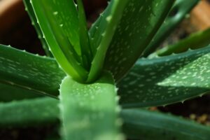 Aloe vera détox : une plante qui agit sur le foie, les reins et la peau