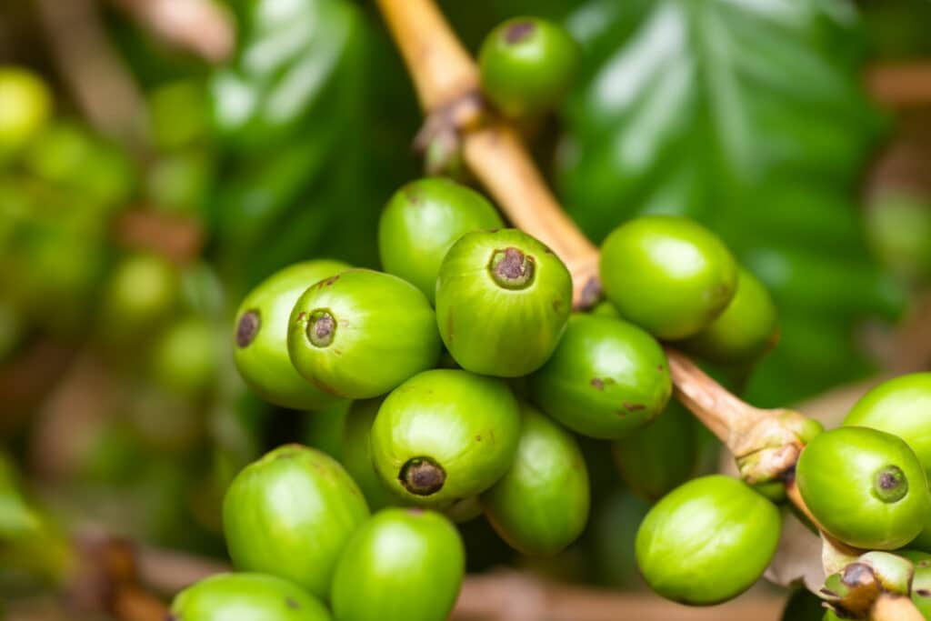 Fruits de café vert