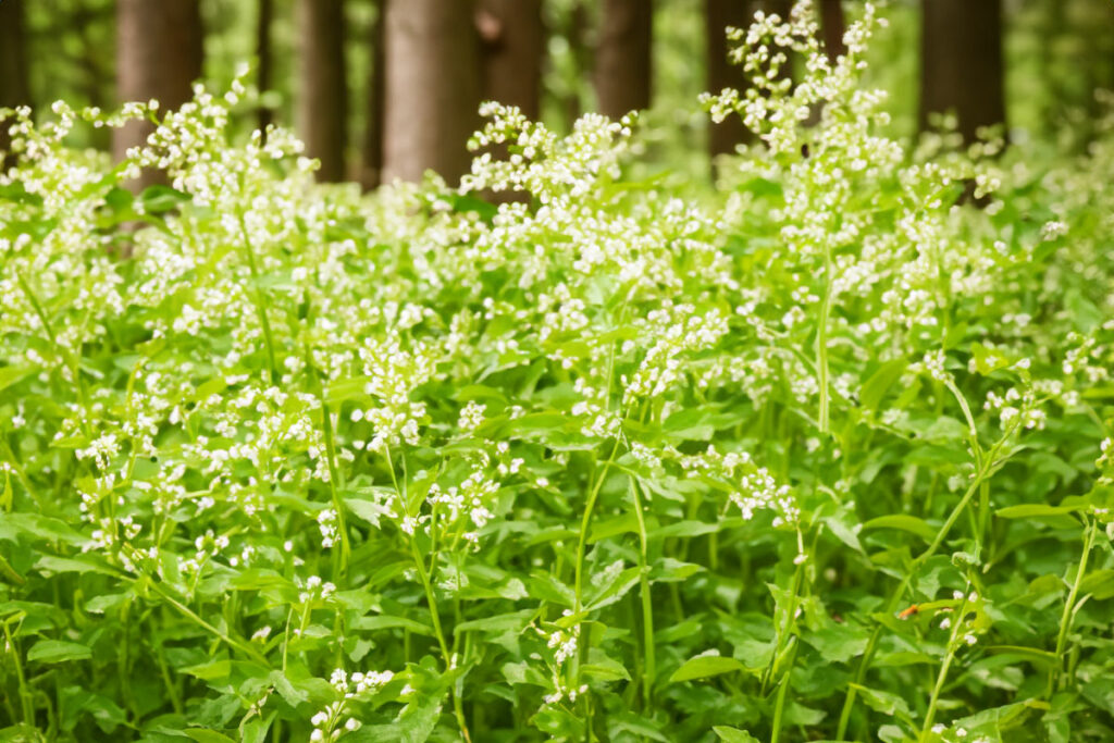 La reine des prés : les bienfaits de ce produit de santé naturel